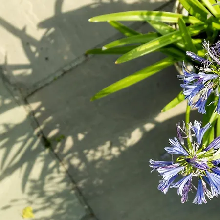 Enjoy Nature In A Thatched Annex From 1860 *